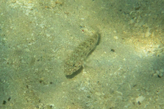 Istigobius