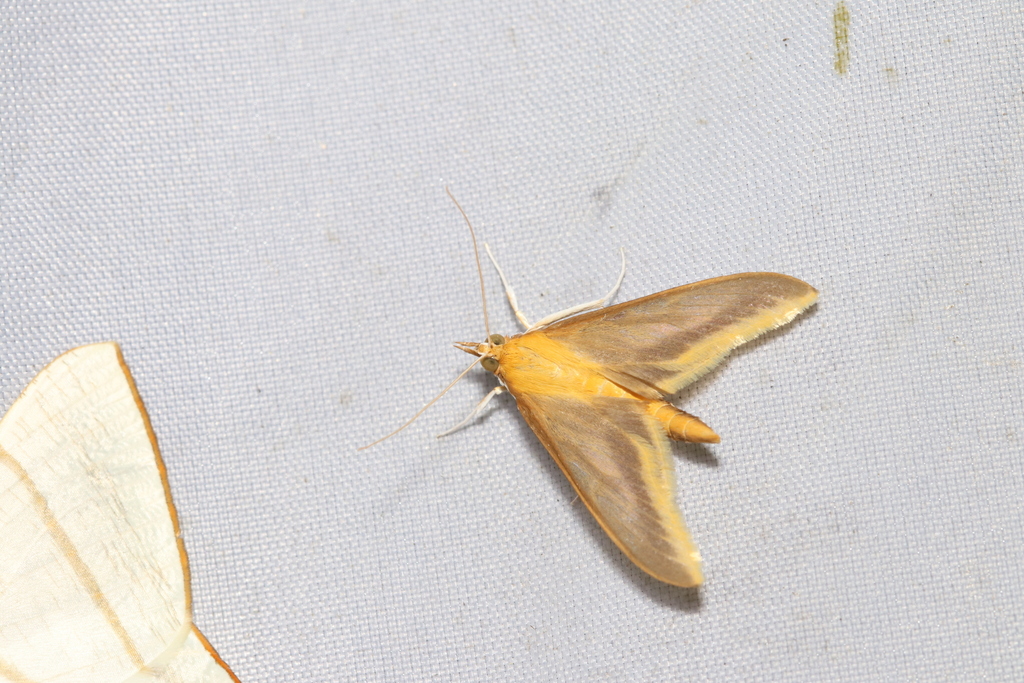 Insects in April 2023 by shengfenglin · iNaturalist