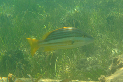 Lutjanus carponotatus