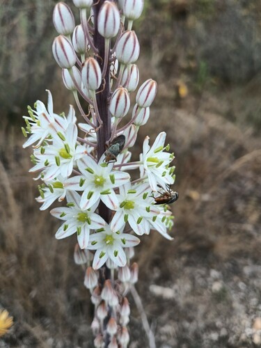 sea squill