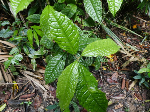 Hairy polyosma (Polyosma hirsuta)