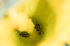 Acalymma trivittatum