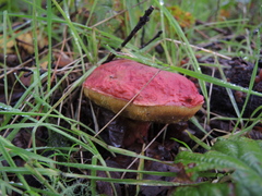 Xerocomellus dryophilus