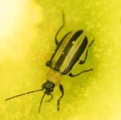 Acalymma trivittatum