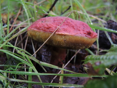 Xerocomellus dryophilus