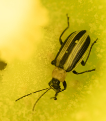 Acalymma trivittatum