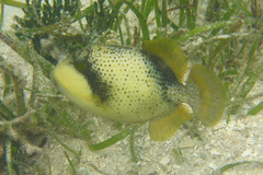 Pseudobalistes flavimarginatus