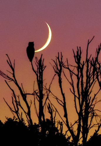 Great Horned Owl photographed in California