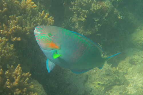 Rivulated parrotfish (Scarus rivulatus) — Scaridae — 5