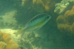 Scolopsis margaritifera