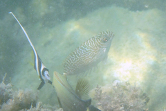 Siganus spinus