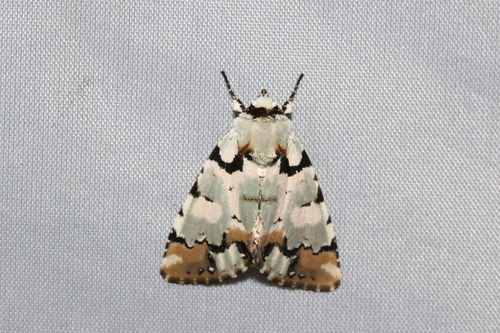 Moma abbreviata