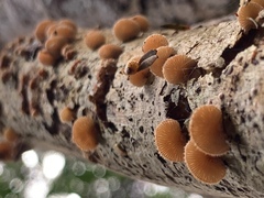 Chaetocalathus cocciformis