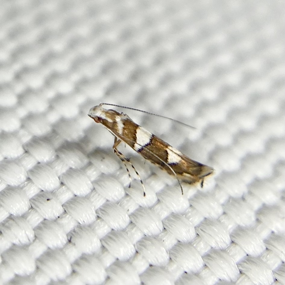 Acrocercops hoplocala
