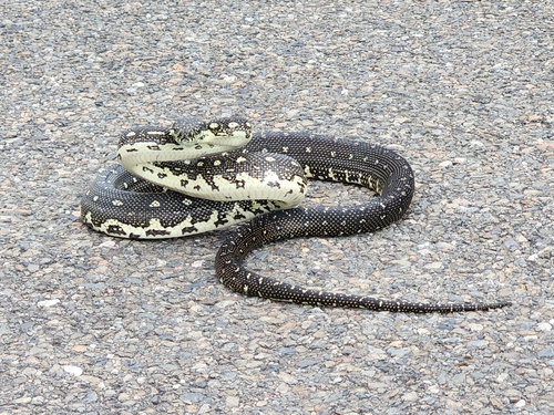 Diamond Python sighting