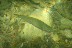 Stethojulis strigiventer