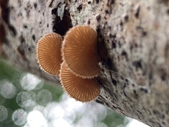 Chaetocalathus cocciformis