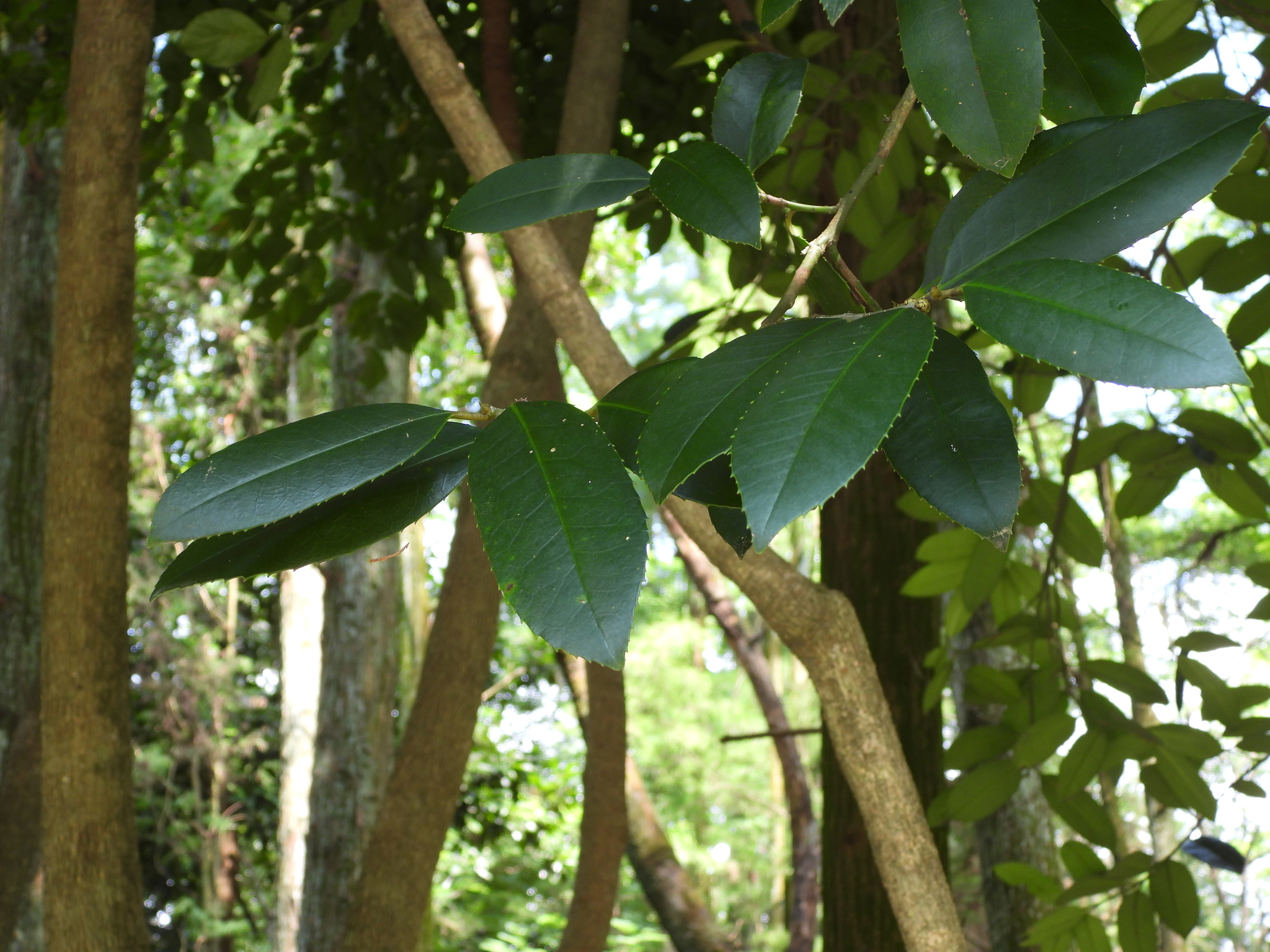 Imagem de Chá-de-macaco