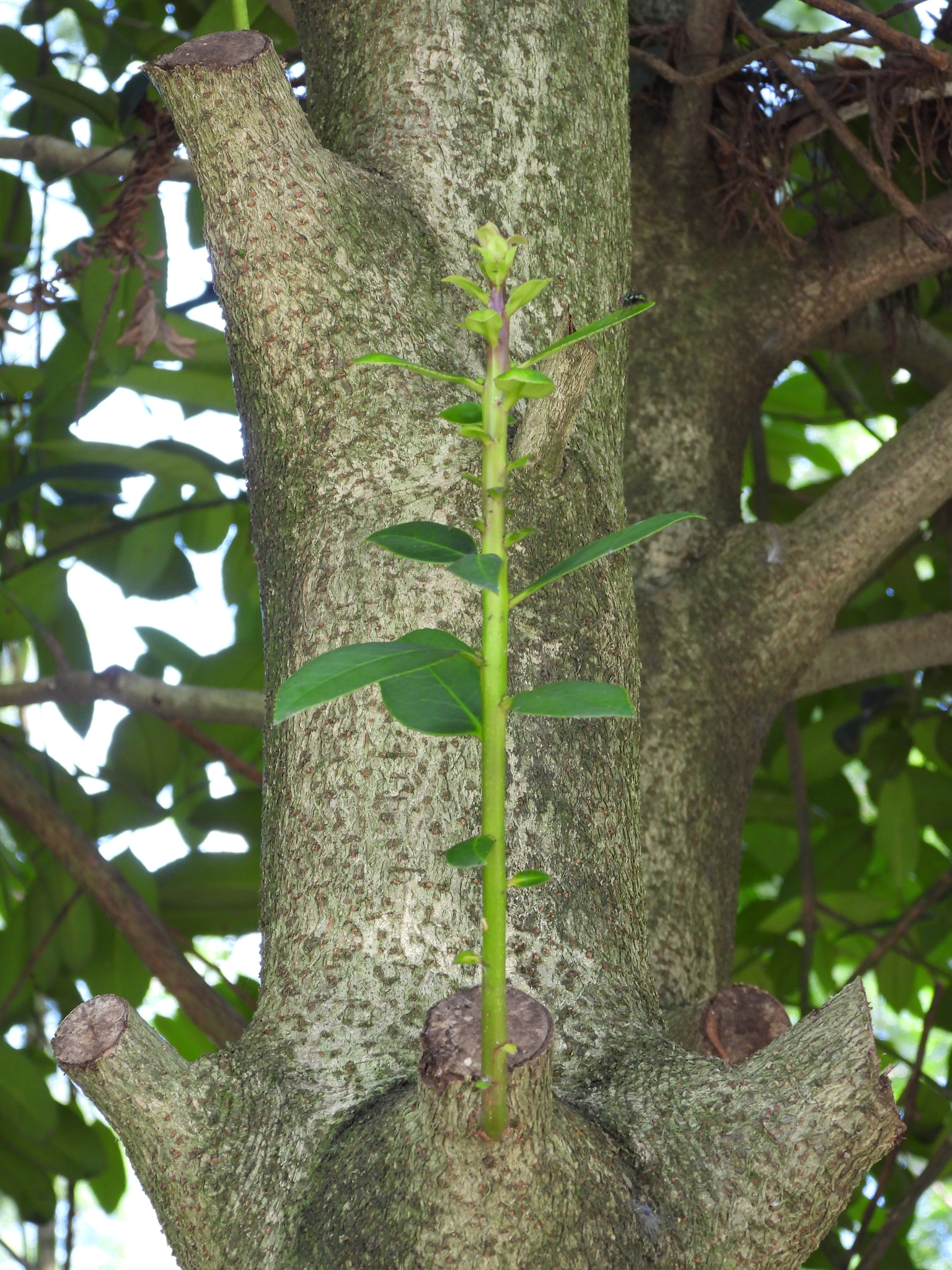 Imagem de Chá-de-macaco