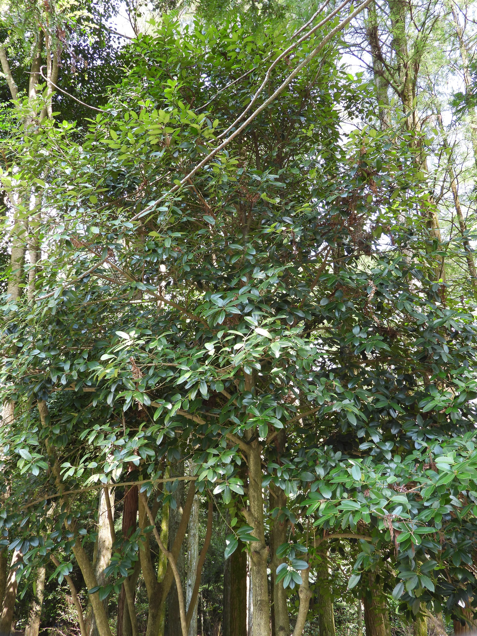 Imagem de Chá-de-macaco