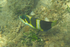 Thalassoma nigrofasciatum