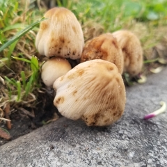 Coprinellus micaceus