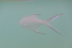 Trachinotus baillonii