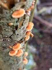 Chaetocalathus cocciformis