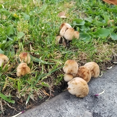 Coprinellus micaceus