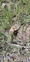 Phyciodes mylitta