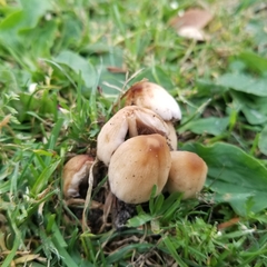 Coprinellus micaceus