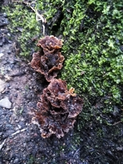 Podoscypha petalodes