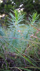 Euphorbia seguieriana