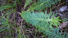 Euphorbia seguieriana