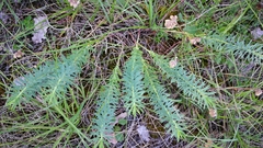 Euphorbia seguieriana