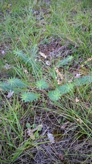 Euphorbia seguieriana