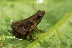 Siona Amazonian Toadlet photo 1