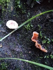 Podoscypha petalodes