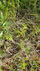 Anemonoides quinquefolia