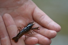 Cambarus georgiae
