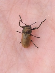 Labidostomis