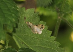 Idaea trigeminata