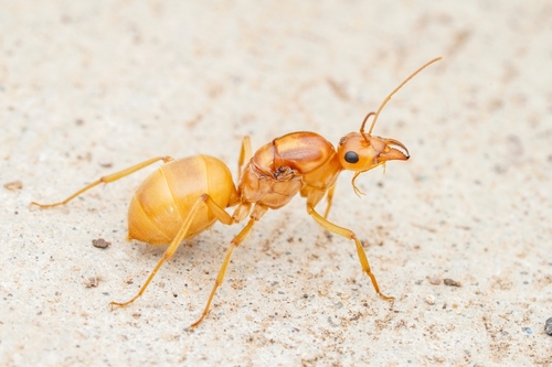 Mexican Honeypot Ant photo 6