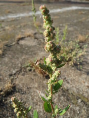 Chenopodium album