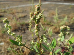 Chenopodium album