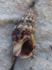 Cominella quoyana