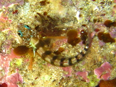 Notoclinops segmentatus