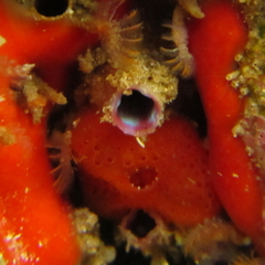 Cnemidocarpa