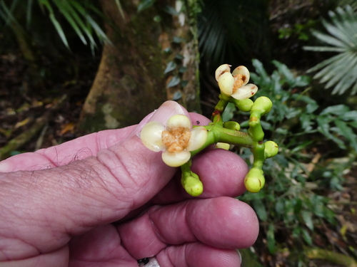 Garcinia warrenii, photograph 4