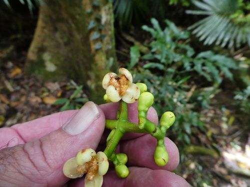 Warren's mangosteen (Garcinia warrenii)